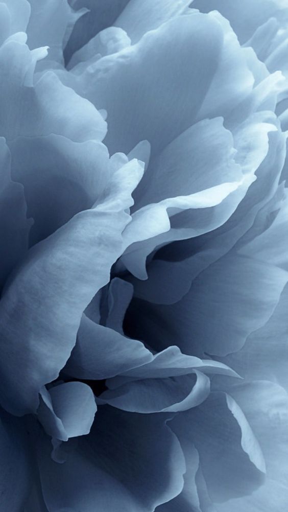 A close-up photograph of layered blue-gray flower petals, filling the entire frame