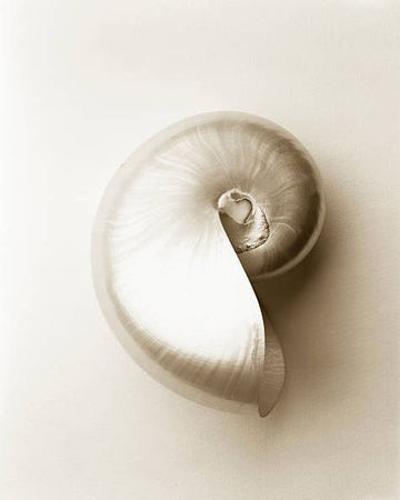 Sepia-toned shell on a white background
