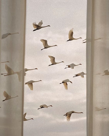 Silhouette of swans flying against a cloudy sky with curtains on either side.